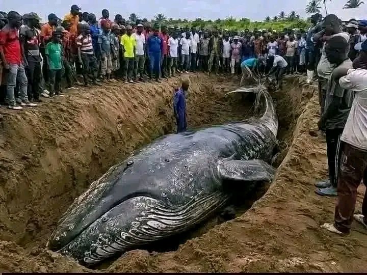 KONGO-CENTRAL : Neuf semaines après son enfouissement, la baleine de Muanda va être exhumée pour la science
